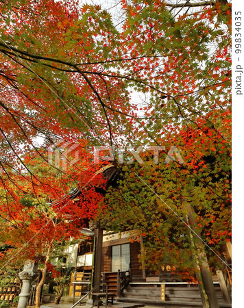 都筑区のお寺の秋 心行寺 都筑区のお寺の秋 心行寺 99834035