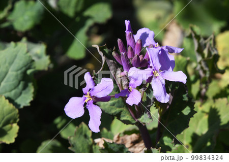 ムラサキハナナ（紫花菜） 99834324