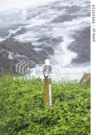霧多布岬のカモメの風景 99834559