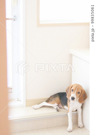 お風呂あがりのパパ待ちのビーグル犬 99835061