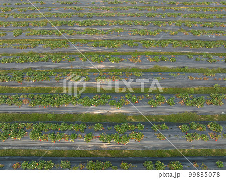 Strawberry fruits in growth in garden Strawberry fruits in growth in garden 99835078