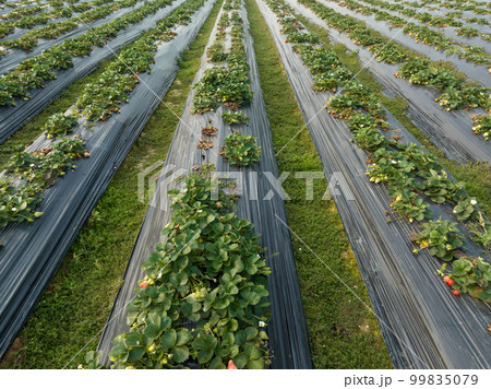 Strawberry fruits in growth in garden Strawberry fruits in growth in garden 99835079
