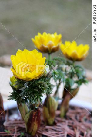 福寿草 福寿草 99835801