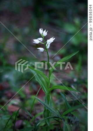 山野草　ギンランの白い花 99836344