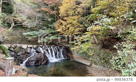 兵庫県紅葉を求めて箕面の滝へやって来ました 99836378