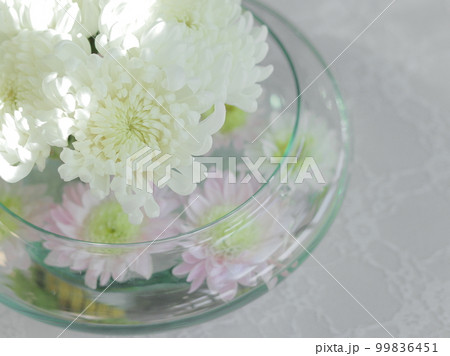 白い菊 99836451