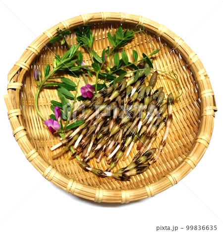 竹ざるに盛られた春の山野草つくし・からすのえんどう 99836635