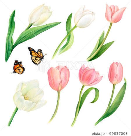 Watercolour pink and white tulips isolated and butterflies on a white background. Botanical drawing by hand. For holiday cards, advertising posters, fabric printing, stickers according to your design Watercolour pink and white tulips isolated and butterflies on a white background. Botanical drawing by hand. For holiday cards, advertising posters, fabric printing, stickers according to your design 99837003