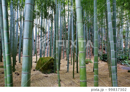 竹林 竹林 99837302