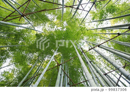 竹林 竹林 99837306