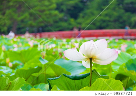 蓮の花 99837721