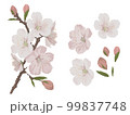 白・ピンクの桜の花のリアル系イラスト 99837748