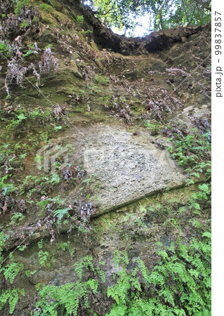 朝夷奈切通 99837857