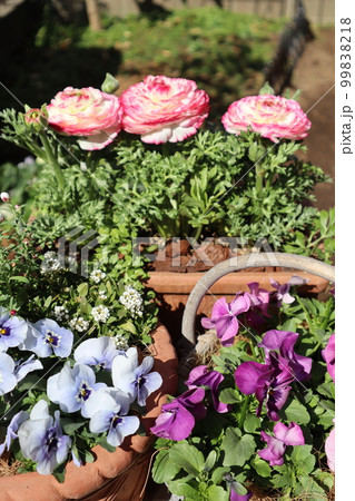 春の花寄せ植え＆寄せ鉢 99838218