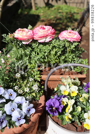 春の花寄せ植え&寄せ鉢 春の花寄せ植え&寄せ鉢 99838226