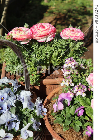 春の花寄せ植え&寄せ鉢 春の花寄せ植え&寄せ鉢 99838241