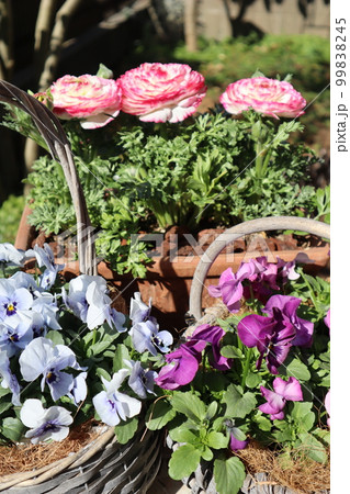 春の花寄せ植え&寄せ鉢 春の花寄せ植え&寄せ鉢 99838245