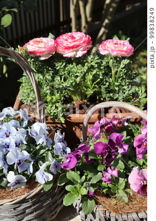 春の花寄せ植え&寄せ鉢 春の花寄せ植え&寄せ鉢 99838249