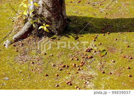 かしの木の下に広がるどんぐり かしの木の下に広がるどんぐり 99839037