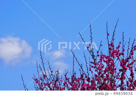 青空と紅梅の木 99839038