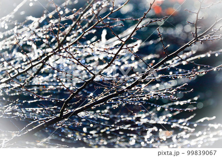 朝露に輝く木々 朝露に輝く木々 99839067