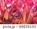 The red, just-blooming leaves of the Japanese Pieris bush. beautiful screensaver. 99839103
