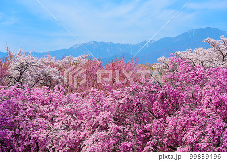 中央アルプスと桜の絶景風景 99839496