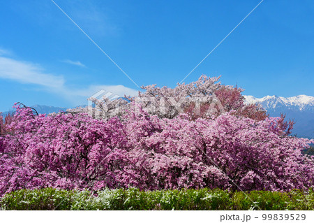 中央アルプスと桜の絶景風景 99839529