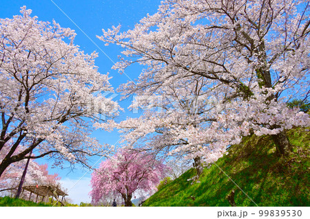 大草城址公園の満開の桜 99839530