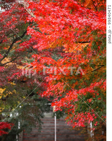 紅葉の綺麗なお寺さん 99840471