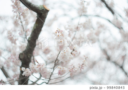藤栄神社の嘉明桜 99840843