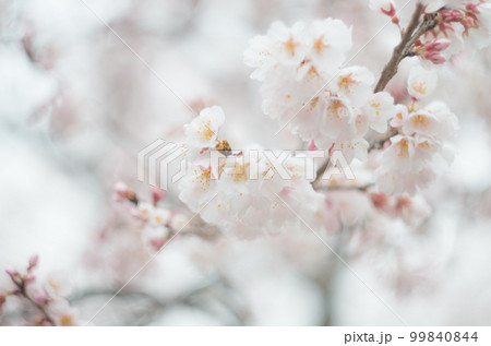 藤栄神社の嘉明桜 99840844