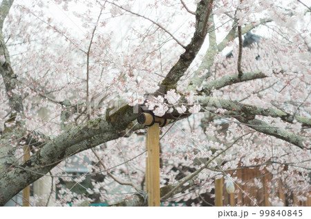 藤栄神社の嘉明桜 藤栄神社の嘉明桜 99840845