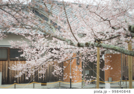 藤栄神社の嘉明桜 藤栄神社の嘉明桜 99840848