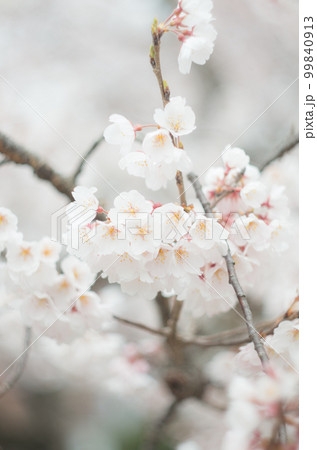 藤栄神社の嘉明桜 藤栄神社の嘉明桜 99840913