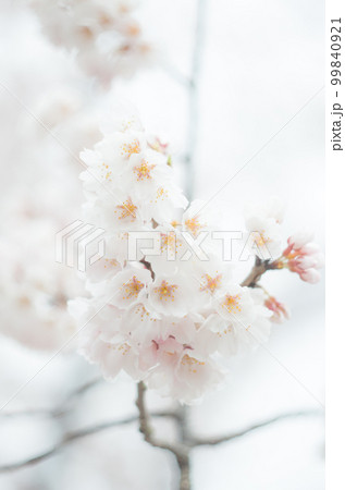 藤栄神社の嘉明桜 99840921