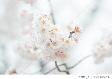 藤栄神社の嘉明桜 99840923