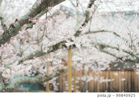 藤栄神社の嘉明桜 99840925