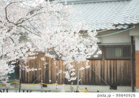 藤栄神社の嘉明桜 99840926