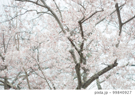 藤栄神社の嘉明桜 99840927