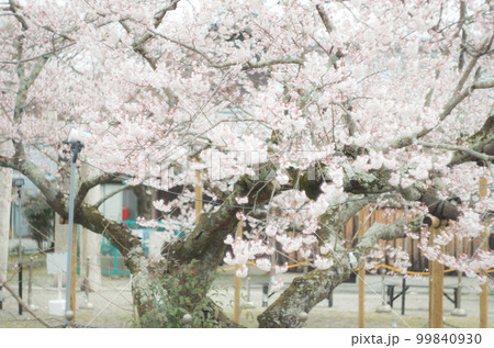 藤栄神社の嘉明桜 99840930