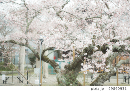 藤栄神社の嘉明桜 藤栄神社の嘉明桜 99840931