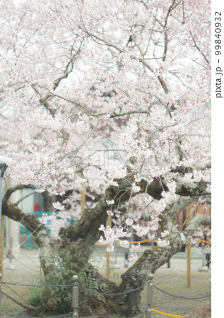 藤栄神社の嘉明桜 99840932