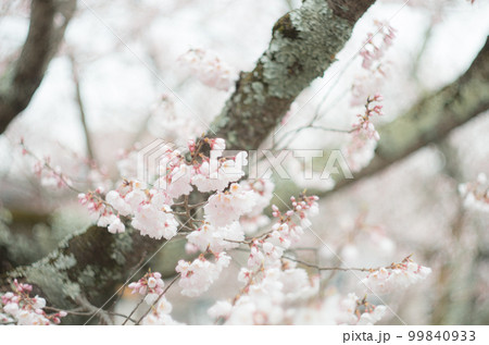 藤栄神社の嘉明桜 99840933