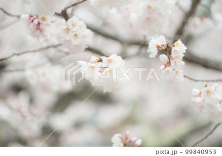 藤栄神社の嘉明桜 99840953