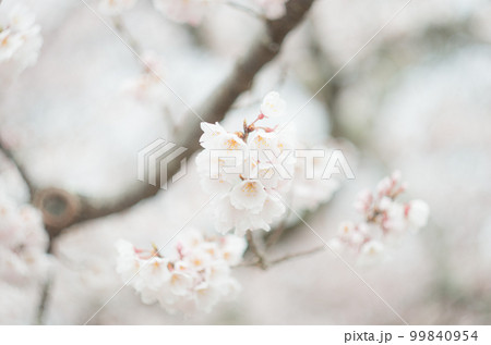 藤栄神社の嘉明桜 99840954