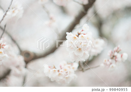 藤栄神社の嘉明桜 99840955