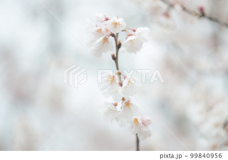 藤栄神社の嘉明桜 99840956