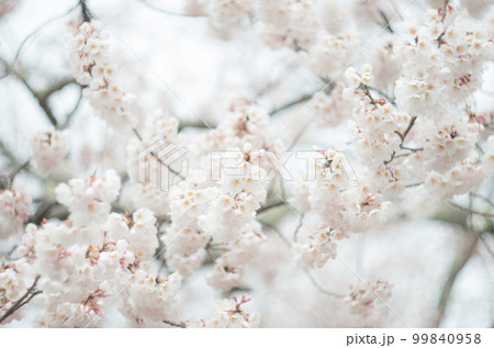 藤栄神社の嘉明桜 99840958