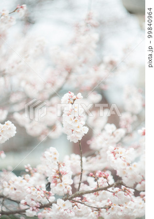 藤栄神社の嘉明桜 99840964